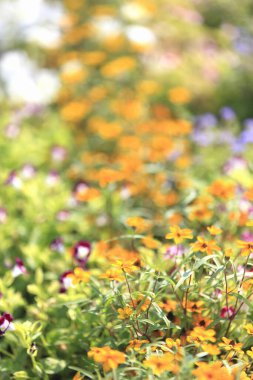 Bahçedeki güzel renkli çiçeklerin yakın çekim görüntüsü   