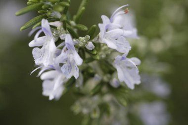 Bulanık arkaplanda yaz çiçeklerinin kapanışı 