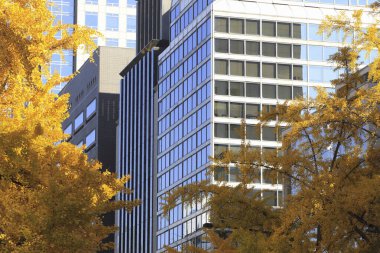 Sonbahar mevsiminde ağaçlardaki sonbahar yapraklarının alçak açılı görüntüsü ve şehir merkezindeki modern binalar 