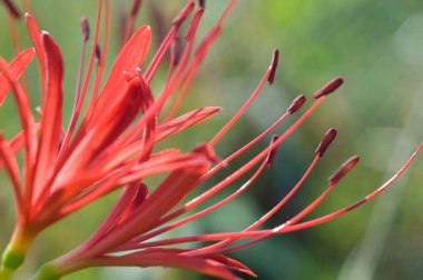 Bahçedeki kırmızı zambak