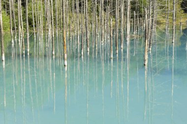 Sakin mavi suya yansıyan çıplak ağaçların güzel manzarası             