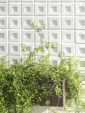 Tenceresinde yeşil bitki olan beyaz duvara yakın plan. 