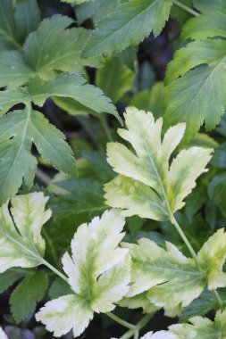 Bahçede taze yeşil yapraklar