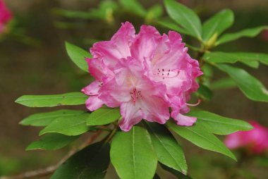 Bahçedeki güzel çiçekler, yakın plan.