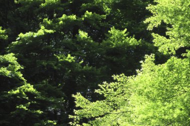 Ormandaki güzel yeşil yaprakların arka planı                   