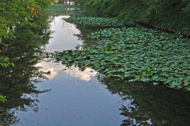 Zambak yastıkları göle. 