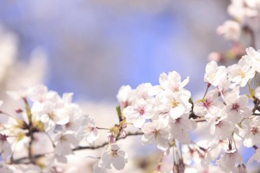 İlkbaharda kiraz ağacının çiçek açması. 