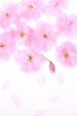 İlkbaharda kiraz çiçekleri