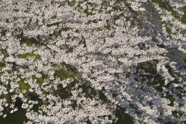 Bahçedeki güzel çiçekler