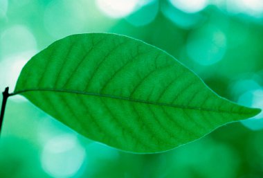 Bulanık arkaplanı olan yeşil bir yaprak