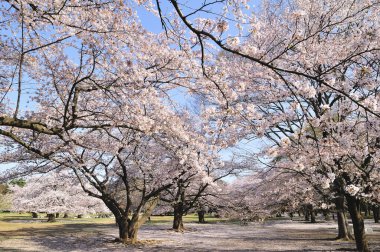 Baharda güzel pembe kiraz çiçekleri 