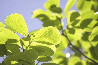 Bahçedeki taze yeşil yaprakları kapatın.                 