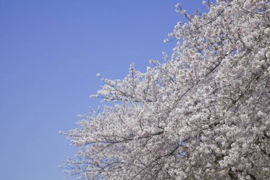 İlkbaharda kiraz ağacı çiçek açar 