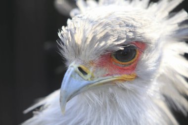 kartal portre arkaplanını kapat 