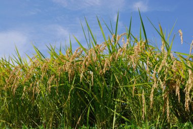 Tarladaki pirinç bitkilerinin kulakları, yakın görüş