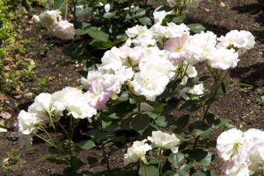 Yazın bahçede güzel çiçekler