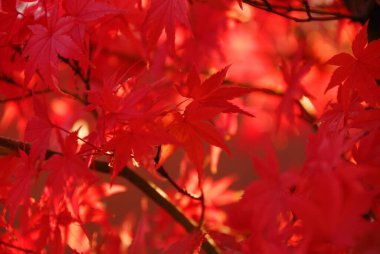 Ormanda sonbahar yaprakları, sonbahar mevsimi          