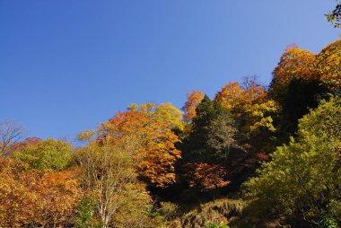 Güzel dağ ormanı arka planı, sonbahar mevsimi
