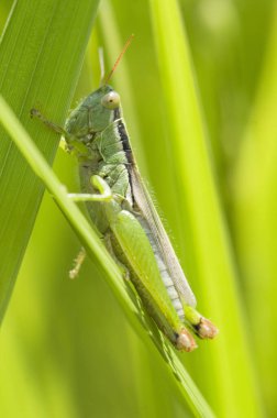 Yaban hayatında yeşil yaprağın üzerindeki çekirgenin yakın plan görüntüsü    