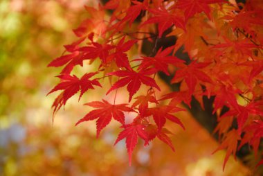 Sonbaharda Japon akçaağacının kırmızı yaprakları