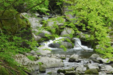 Ormanda büyüleyici bir şelale