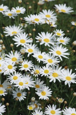 güzel çiçekler, görünümü kapatın