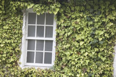 Yeşil sarmaşık yapraklı pencere, kapat