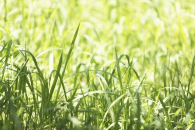 Parktaki güzel yeşil çimenler.      