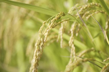 Tarladaki pirinç bitkilerinin kulakları, yakın görüş