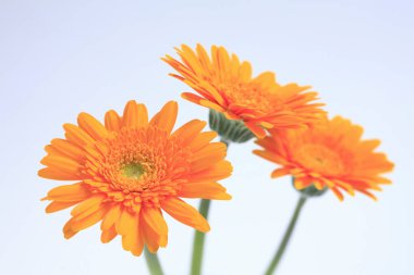 İnanılmaz turuncu gerbera çiçeklerini kapatın.