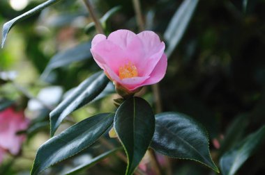 Bahçedeki pembe çiçek