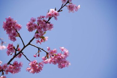 Doğada bir ağaçtaki güzel pembe çiçekler
