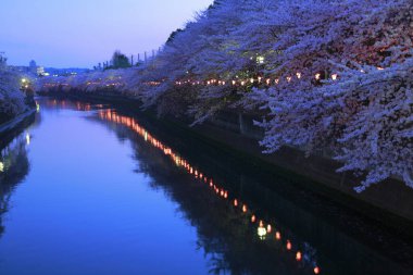 Tokyo, Japonya 'da nehir ve kiraz çiçeklerinin alacakaranlık manzarası 