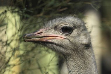 Genç devekuşu kafasının portresini kapat.