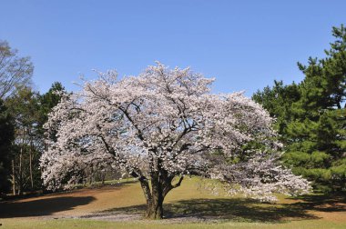 Baharda güzel pembe kiraz çiçekleri 