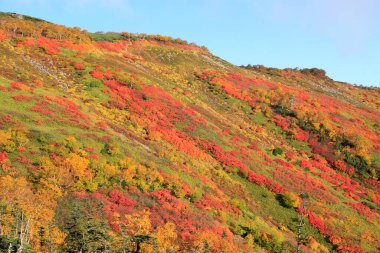 Dağ manzarasında renkli sonbahar yaprakları ve ağaçlar
