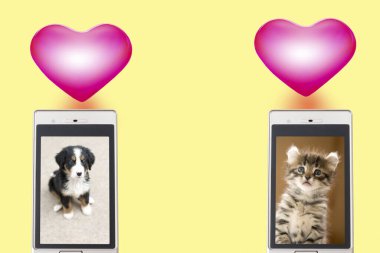 kedi ve köpek cep telefonu ekranlarında