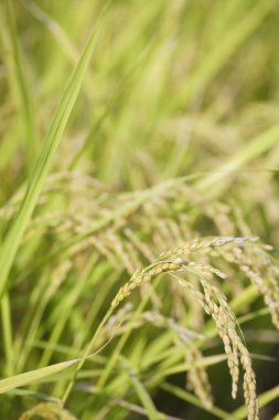 Tarladaki pirinç bitkilerinin kulakları, yakın görüş