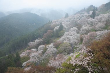Güzel manzara. doğa arkaplanı