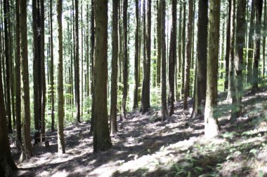 Sabah çok güzel bir orman. Doğa arkaplanı