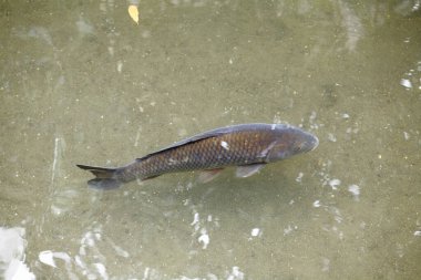Gölet suyunda yüzen balıkların yakın görüntüsü      