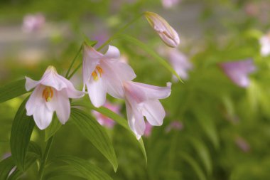 Bahçedeki güzel çiçekler