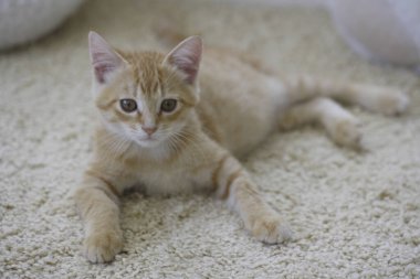 Kırmızı tekir kedicik yerde, kapat.