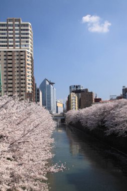 Chiyoda, Tokyo, Japonya 'daki Kitanomaru Park' ının güzel manzarası.
