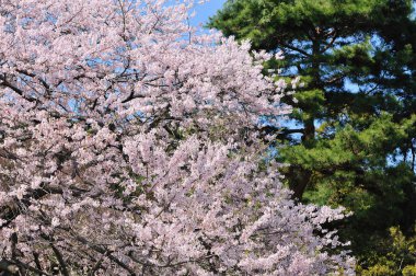 Bahçedeki güzel çiçekler, baharda açan ağaçlar.