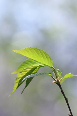 Bahçede yeşil yapraklar