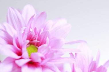 güzel çiçekler, görünümü kapatın