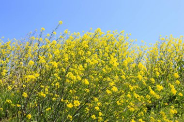 Sarı kolza tohumu tarlası ve mavi gökyüzü, bahar arkaplanı