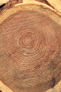 Kesilmiş kahverengi bir ağacın gövdesine yakın çekim 