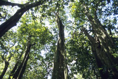 yeşil yapraklar, bitkiler ve yapraklar         